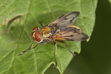 Ectophasia oblonga, Tachinid fly, Baden-Württemberg, Germany, Europe