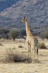 Giraffe (Giraffa camelopardalis), in the grasslands, Okapuka Ranch, Windhoek district, Windhoek, Namibia, Africa
