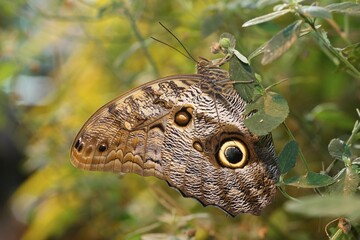 Owl (Caligo memnon), found in South America