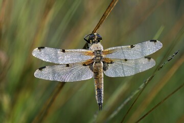 Four-spotted Chaser (Libellula quadrimaculata) on rush, Großes Veen, North Rhine-Westphalia, Germany, Europe