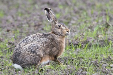 European hare (Lepus europaeus) in a meadow, Emsland, Lower Saxony, Germany, Europe