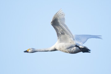 Bewick's swan (Cygnus bewickii), in flight, Emsland, Lower Saxony, Germany, Europe