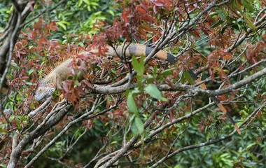 Green Iguana (Iguana iguana) on tree, Costa Rica, Central America
