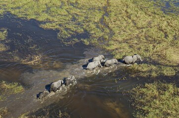 African Elephants (Loxodonta africana), breeding herd, roaming in a freshwater marsh, aerial view, Okavango Delta, Botswana, Africa