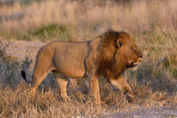 Lion (Panthera leo), male in evening light, grass savannah, Khwai region, North-West District, Okavango Delta, Botswana, Africa