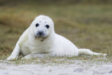 Newborn gray seal (Halichoerus grypus), Heligoland, Schleswig-Holstein, Germany, Europe © Erhard Nerger/imageBROKER
