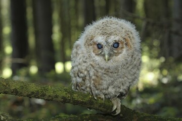 Tawny owl (Strix aluco), young bird sitting on branch, 30 days old, Allgäu, Bavaria, Germany, Europe
