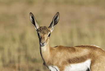 Springbok (Antidorcas marsupialis), young lamb, Kalahari Desert, Kgalagadi Transfrontier Park, South Africa, Africa