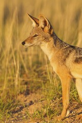 Black-backed Jackal (Canis mesomelas), grassland, Kalahari Desert, Kgalagadi Transfrontier Park, South Africa, Africa