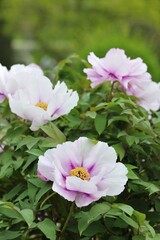 Peony (Paeonia) flower