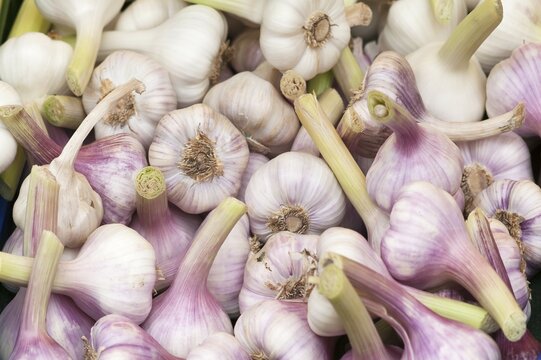 Garlic bulbs