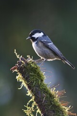 Fototapeta premium Coal tit (Parus ater) sitting on mossy branch, Emsland, Lower Saxony, Germany, Europe