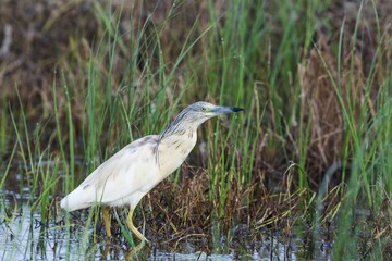 Squacco Heron (Ardeola ralloides), hunting at a lagoon, environs of the Ebro Delta Nature Reserve, Tarragona province, Catalonia, Spain, Europe