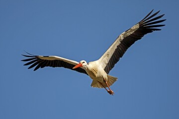 White stork (Ciconia ciconia) flies, Germany, Europe