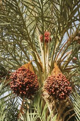 Obraz premium Bunches of ripe dates at a date palm (Phoenix dactylifera), palmeries around Rissani in the Tafilalt, Southeast Morocco, Marocco