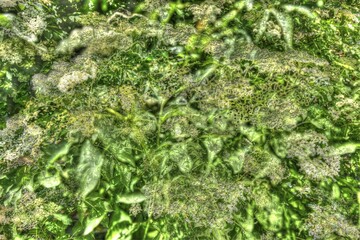 Fototapeta premium Elder (Sambucus), elderflower creative, Germany, Europe