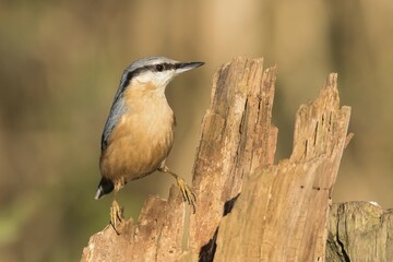 Nuthatch (Sitta europaea) on old tree trunk, Germany, Europe