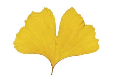 Ginkgo (Ginkgo biloba), yellow leaf