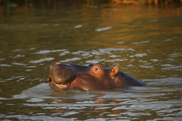 Fototapeta premium Hippopotamus, (Hippopatamus amphibius) in the evening light in water, Hippopotamus, iSimangaliso Wetland Park, National Park, Kwazulu Natal, South Africa, Africa