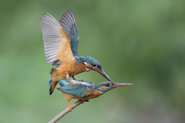 Kingfishers (Alcedo atthis) mating, Hesse, Germany, Europe