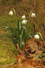 Spring Snowflake (Leucojum vernum), Bavaria, Germany, Europe