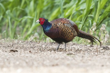 Pheasant (Phasianus colchicus), Emsland, Lower Saxony, Germany, Europe