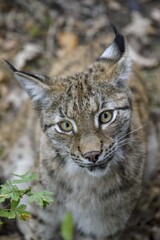Eurasian lynx (Lynx lynx), portrait, Parc Animalier de Sainte-Croix, near Rhodes, Moselle, Lorraine, France, Europe