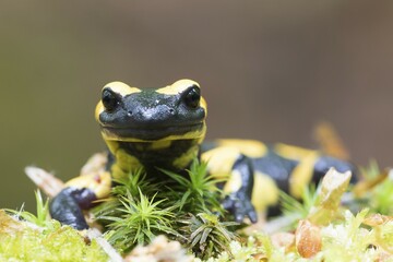 Fire salamander (Salamandra salamandra) in moss, Portrait, Hesse, Germany, Europe