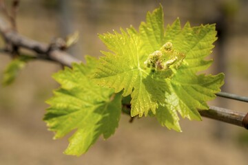 Grapevine in spring, near Brolio, Chianti region, Tuscany, Italy, Europe