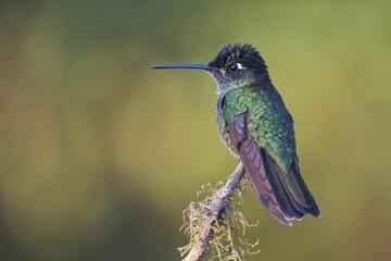 Fototapeta premium Magnificent Hummingbird (Eugene fulgens) perched on a tree branch, male, Los Quetzales National Park, Costa Rica, Central America