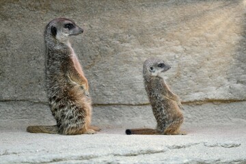 Meerkat (Suricata suricatta), adult and young 10 weeks, captive, Germany, Europe