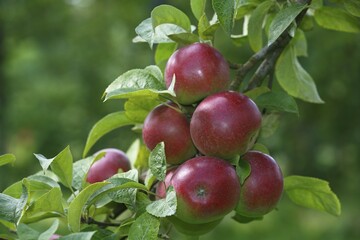 Red apples at Apple tree (Malus domestica), variety Berner Rosenapfel, Germany, Europe