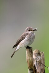 Spotted Flycatcher (Muscicapa striata), Allgaeu, Bavaria, Germany, Europe