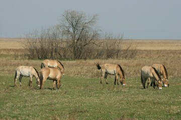 Przewalski's horses (Equus ferus przewalskii), Burgenland, Austria, Europe