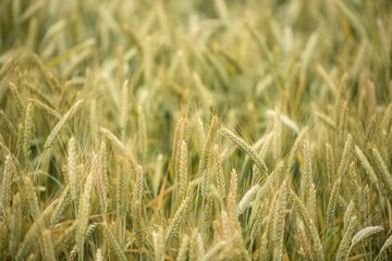 Fototapeta premium Semi-mature barley field (Hordeum vulgare), Baden-Wuerttemberg, Germany, Europe