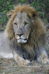 Lion (Panthera leo), male lies in bushes, animal portrait, Khwai region, North-West District, Okavango Delta, Botswana, Africa