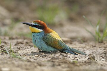 European bee-eater (Merops apiaster) taking sand bath, southern Hungary