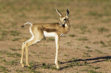 Springbok (Antidorcas marsupialis), newborn lamb, Kalahari Desert, Kgalagadi Transfrontier Park, South Africa, Africa