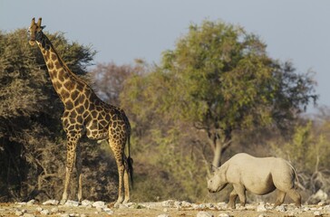 Black rhinoceros or hook-lipped rhinoceros (Diceros bicornis) male near waterhole, attentively observed by male South African Giraffe (Giraffa camelopardalis giraffa), Etosha National Park, Namibia, Africa