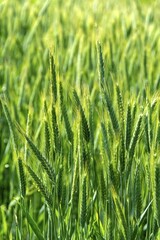 Close up of an ear of barley (hordeum vulgare) in a field. Auvergne Rhone Alpes. France