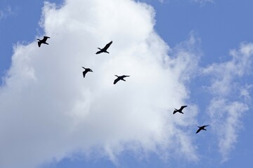 Flying cormorants, cloudy sky, Mecklenburg-Western Pomerania, Germany, Europe