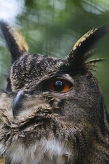 Eurasian Eagle-owl (Bubo bubo), portrait, captive, Arnsberg Forest, Sauerland, North Rhine-Westphalia, Germany, Europe