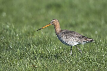 Black-tailed godwit (Limosa limosa) runs on a meadow, East Frisia, Niedersachsen, Germany, Europe