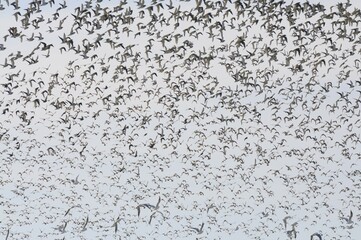Large flock of birds, Golden Plovers (Pluvialis apricaria), Fehmarn Island, Schleswig-Holstein, Germany, Europe