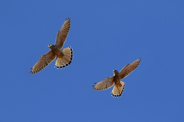 Two Common kestrels (Falco tinnunculus) gliding, blue sky, Schleswig-Holstein, Germany, Europe