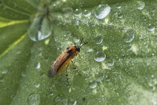 Turnip sawfly (Athalia rosae), Emsland, Lower Saxony, Germany, Europe