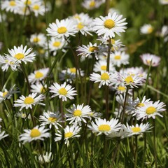 Daisies (Bellis perennis), North Rhine-Westphalia, Germany, Europe