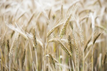 Triticale ears (Triticum aestivum x Secale cereale), cross between wheat and rye, Emsland, Lower Saxony, Germany, Europe