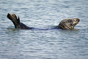 Grey seal (Halichoerus grypus) lies in the water, Helgoland, Schleswig-Holstein, Germany, Europe © Ronald Wittek/imageBROKER