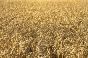 Wheatfield, wheat (Triticum aestivum), ripe ears of wheat, Saxony, Germany, Europe